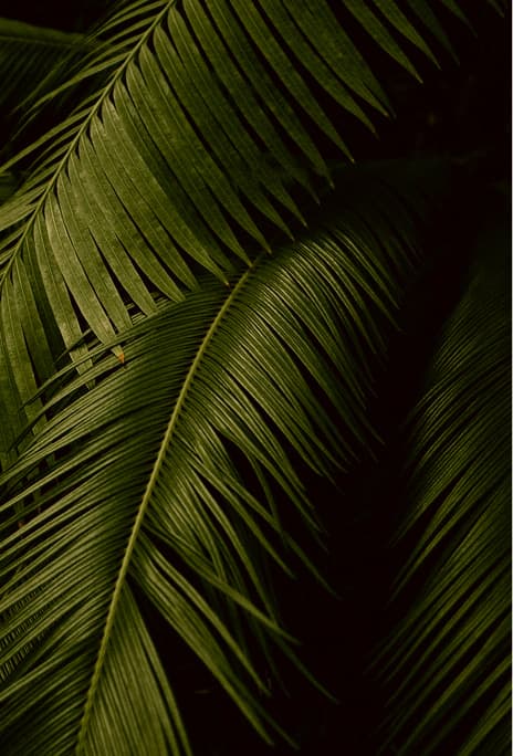 palms