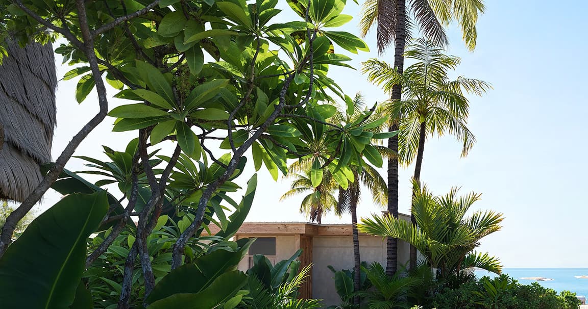 trees and house